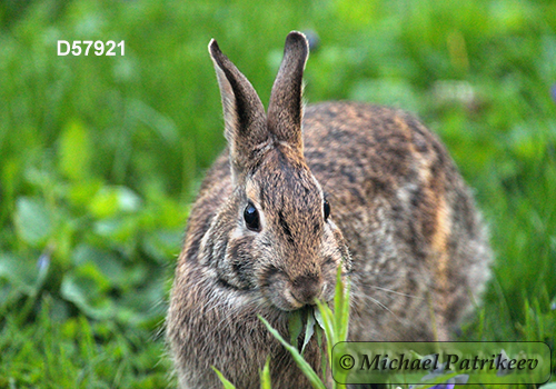 Eastern Cottontail (Sylvilagus floridanus)